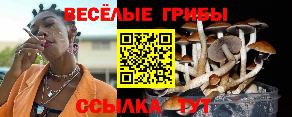 Псилоцибиновые грибы Psilocybe  Вход с VPN  Усть-Джегута 