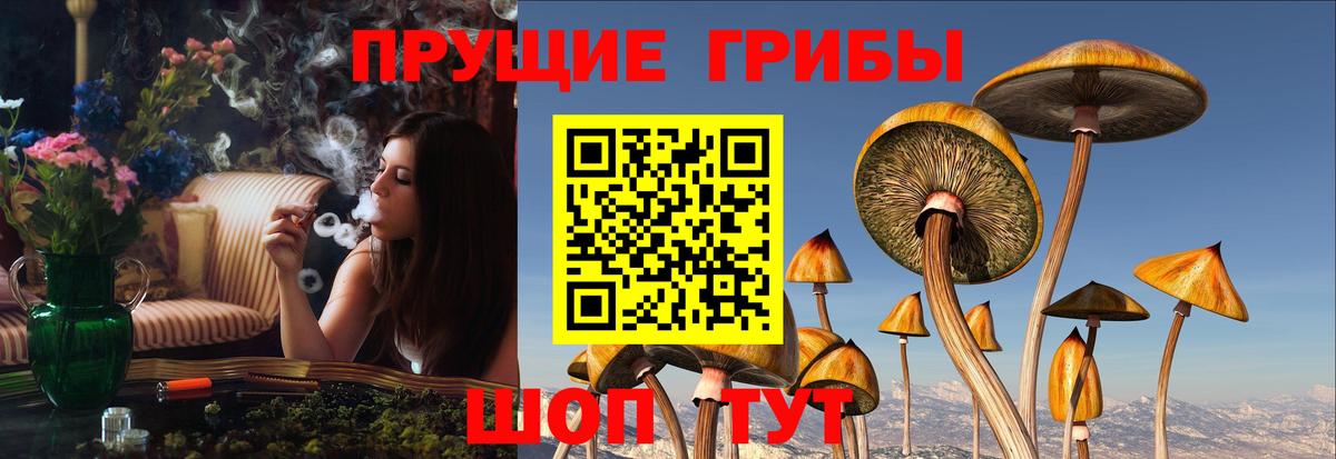 Псилоцибиновые грибы прущие грибы Усть-Джегута